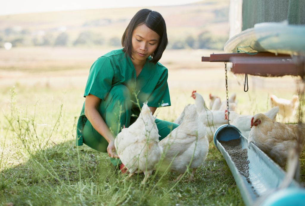 Veterinary Support